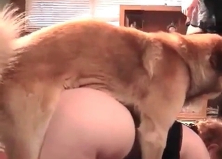Animals sex with a hound
