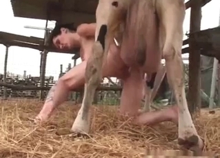 Hardcore zoo porn featuring cow