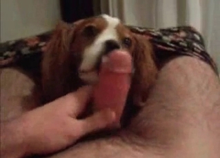 Hard cock and a hungry dog
