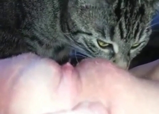 Kitty licking pussy