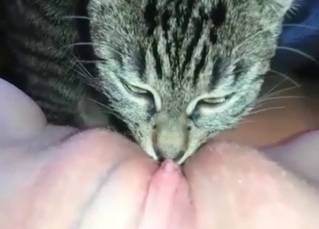 Kitty licking pussy