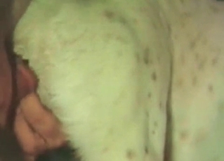 White animal fucked from behind
