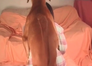 Slender dog fucks a whore