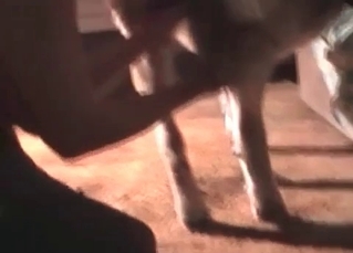 Fat whore fucked by a nice dog