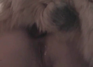 Fat whore fucked by a nice dog