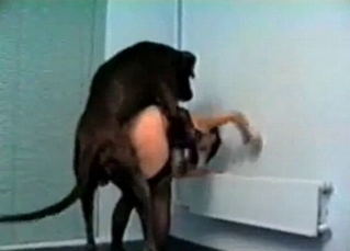 Spicy doggy is enjoying her cunt