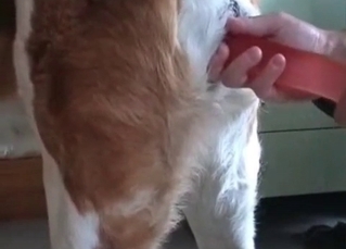 Dog fucked by a red dildo