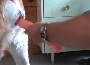 Dog fucked by a red dildo