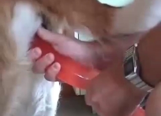 Dog fucked by a red dildo