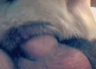 White dog fucked in the anal