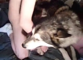 Husky fucked in the anal hole