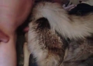 Husky fucked in the anal hole