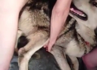 Husky fucked in the anal hole