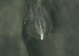 Zoophile prepares his hot horse