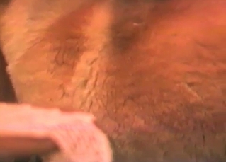 Doggy is licking a hard dick