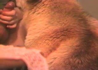 Doggy is licking a hard dick