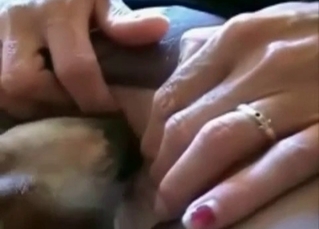 Sweet doggy is licking a puss