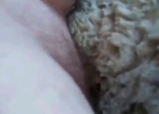 Farm animal fucked in the anal