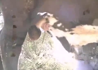 Bull is shitting while getting a handjob