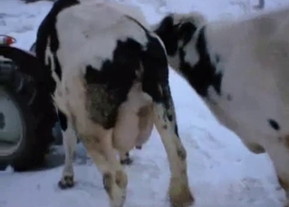 Cows fucking brutally during the winter