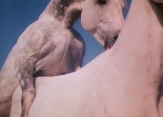 Two horses fucking passionately here