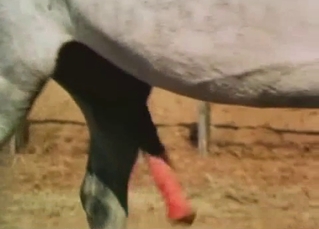 Two horses fucking passionately here
