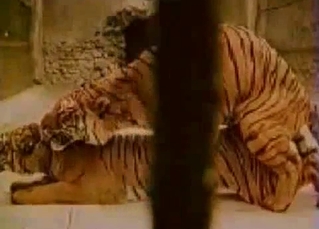 Twisted tiger couple enjoying raw sex