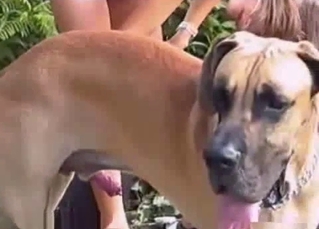 Blond-haired chick enjoys dog BJs
