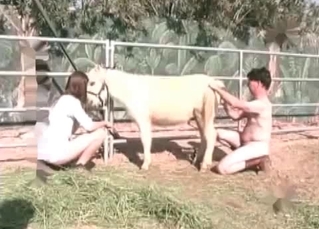 Stallion gets its ass fingered