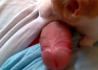 Kitty is pleasuring thick cock