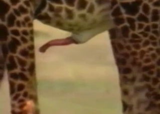 Nothing sexier than a giraffe's cock