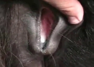 Horny doggy made a huge sticky mess