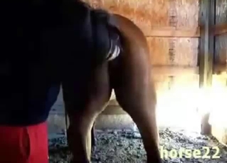 Playing with a very nice horse pussy