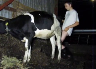 Dude is about to ruin that sexy cow