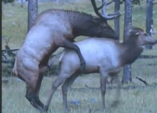 Good wild deer in the hottest documentary porn action