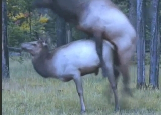 Good wild deer in the hottest documentary porn action