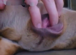 Man is playing with a tight anal hole of a good doggy
