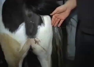 Sticking my big penis in a tight stallion ass
