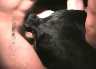 Black dog gets banged by a hung guy