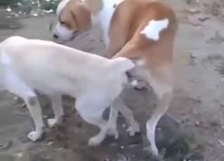 Zoo porn looks great as two dogs fuck around