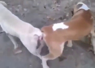 Zoo porn looks great as two dogs fuck around