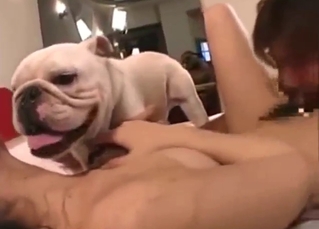 Japanese ladies are happy to get fucked by dogs