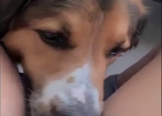 Sexy and furry beast licking that hole in POV