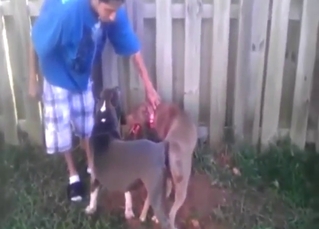 Outdoor bestiality sex with two dogs fucking