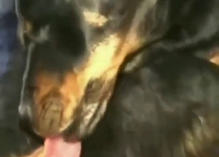 Pussy of that dog gets ruined by a hung dude