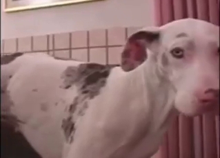 Dude puts his nice black dick in white dog