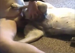 Sideways bestiality porn with a Labrador