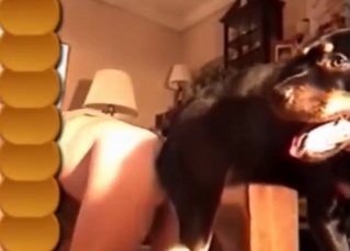 Bestiality sex with a Rottweiler fucking that hole