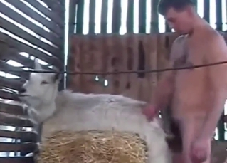 Goat's pussy is going to get fucked by a stud