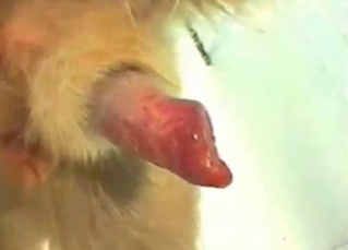 Zoo XXX with a male dog getting jerked off